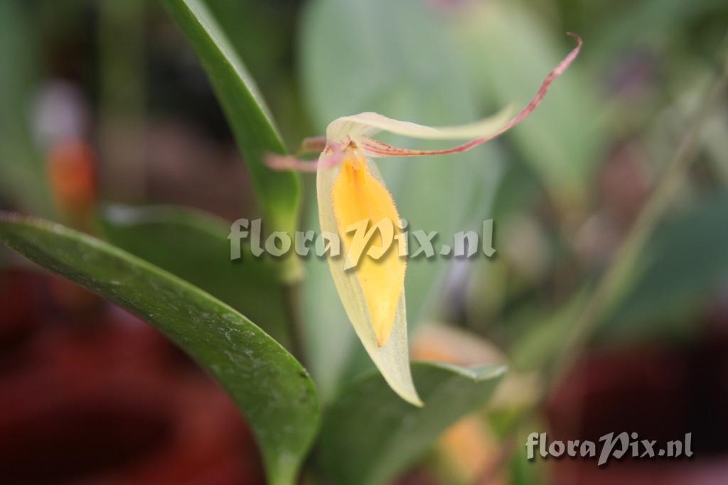 Pleurothallis hemirhoda 