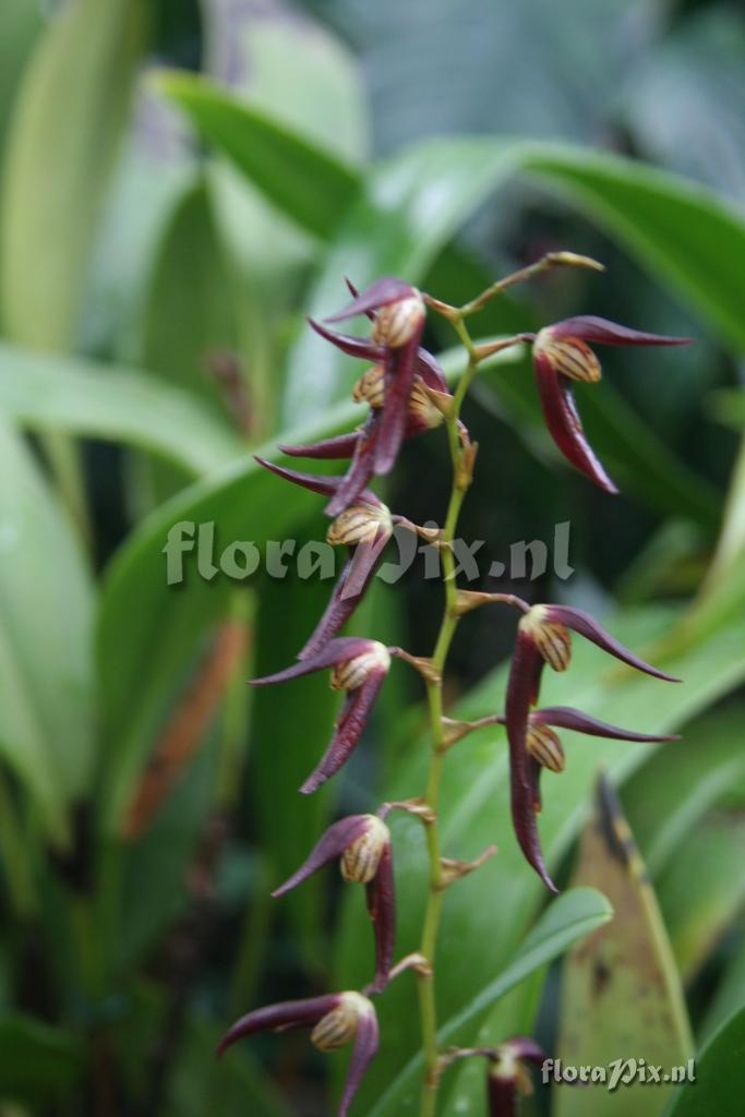 Pleurothallis tuerckheimii