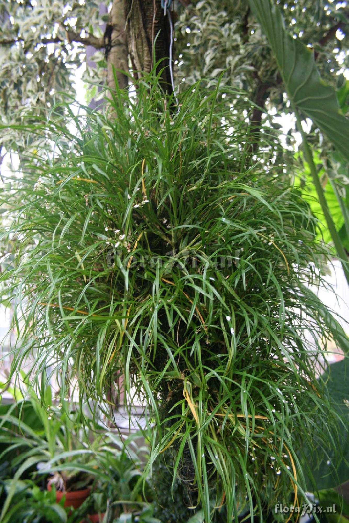 Sigmatostalix radicans