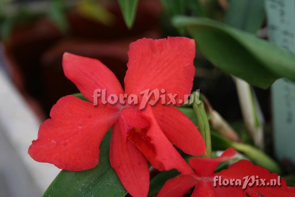 Sophronitis coccinea x Cattleya bicolor