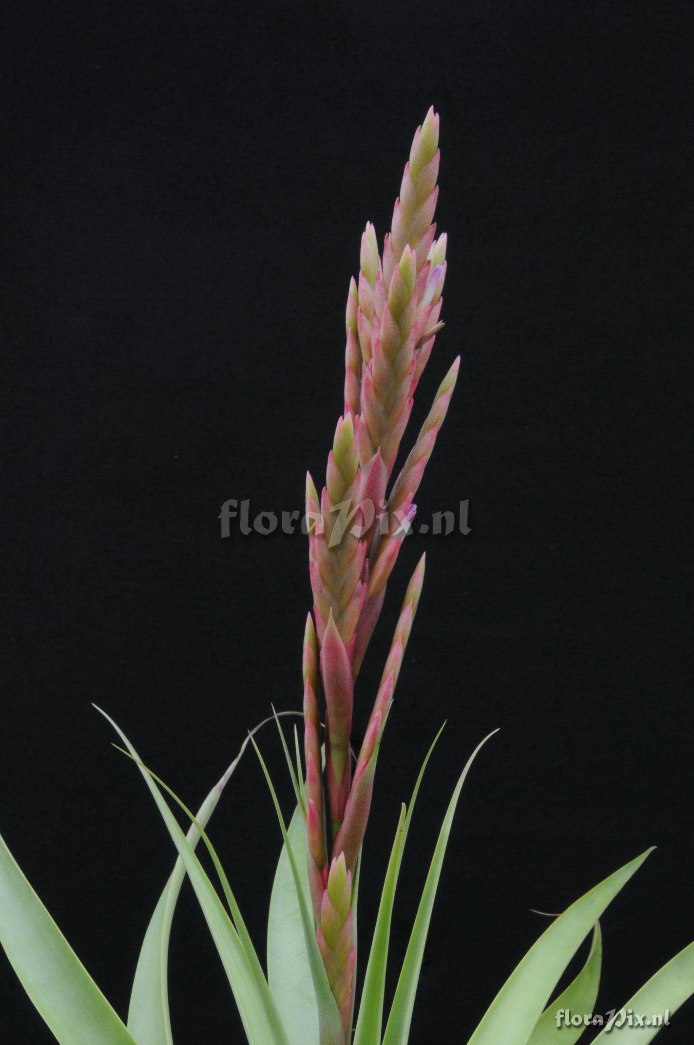 Tillandsia sp.