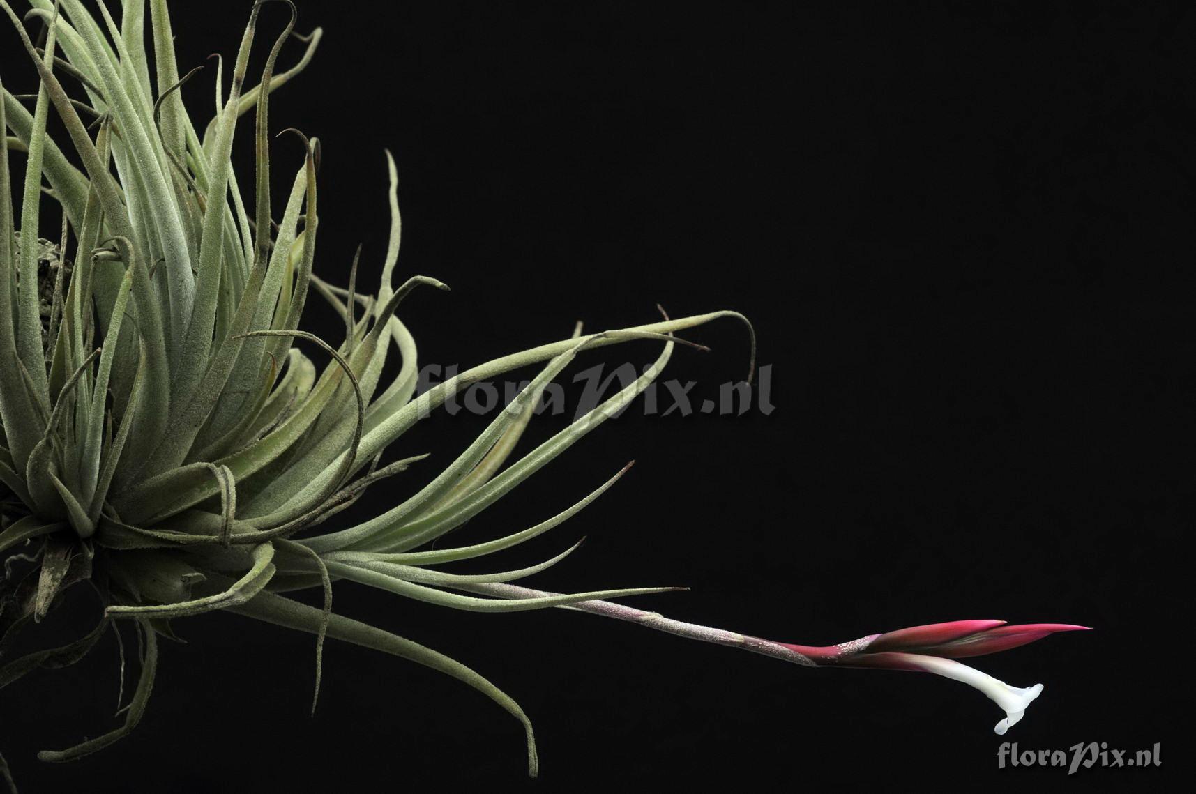 Tillandsia lorentziana