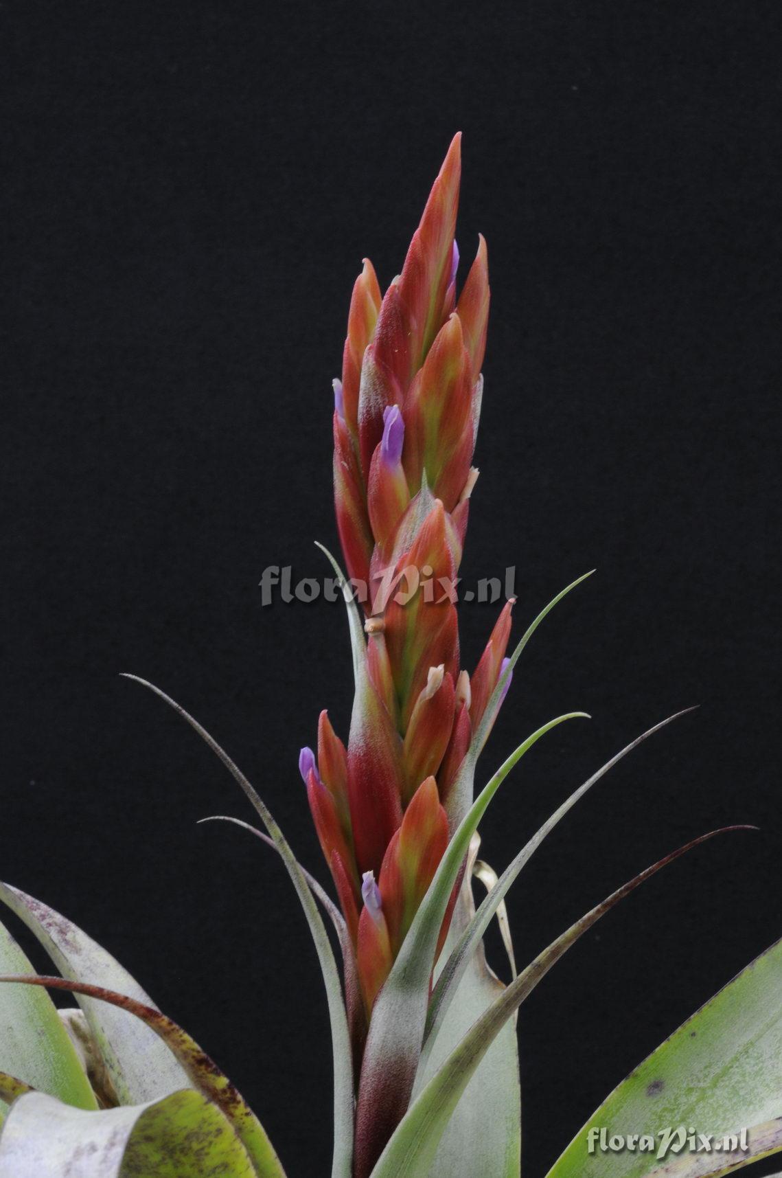 Tillandsia cajamarcensis