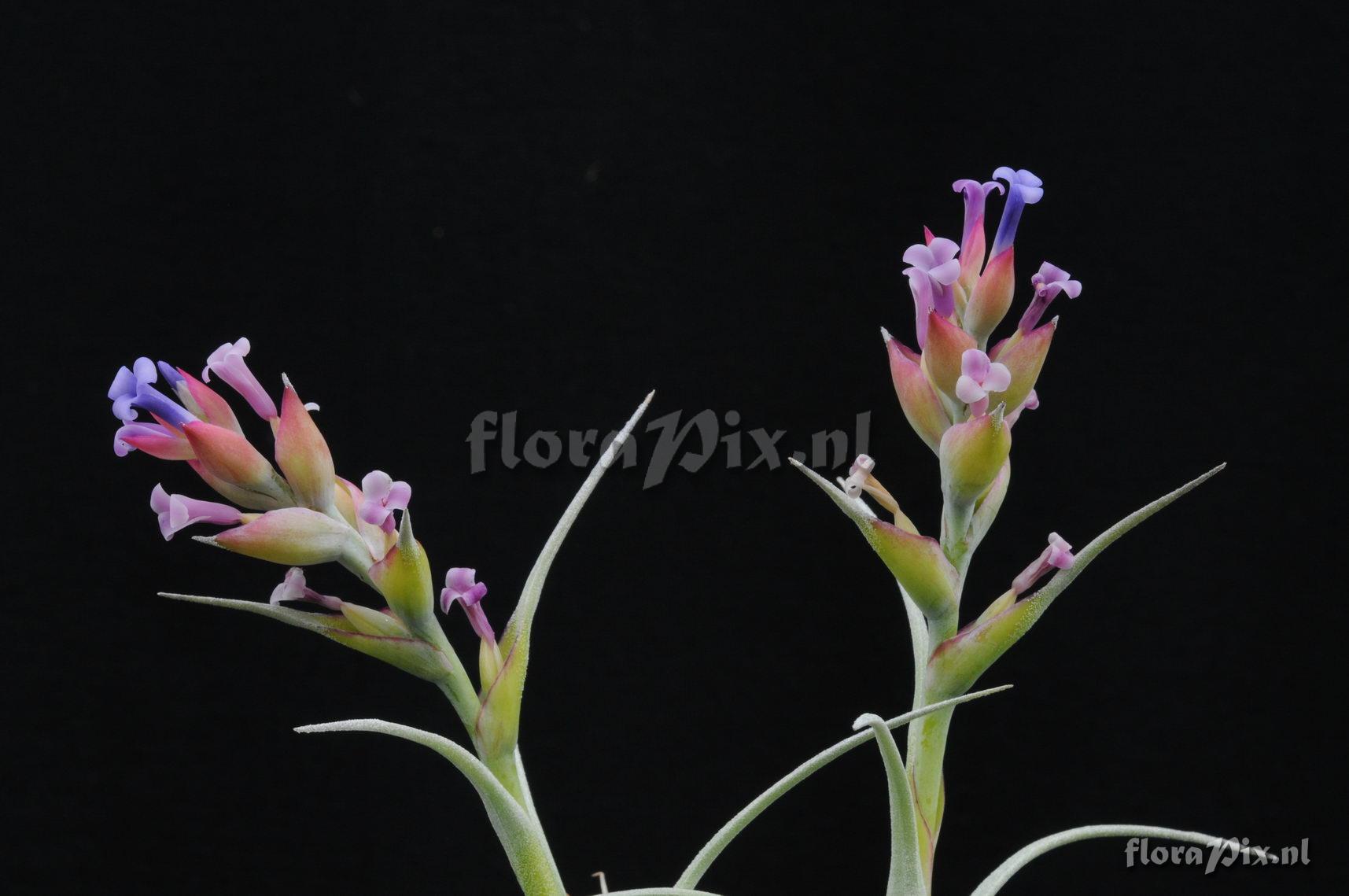 Tillandsia stricta v. albifolia