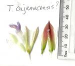 Tillandsia cajamarcensis