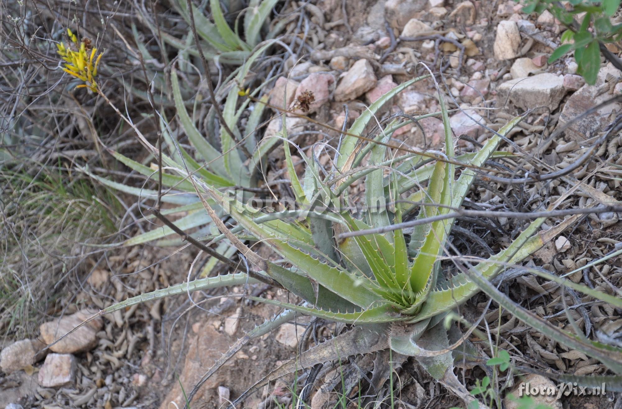 Deuterocohnia longipetala