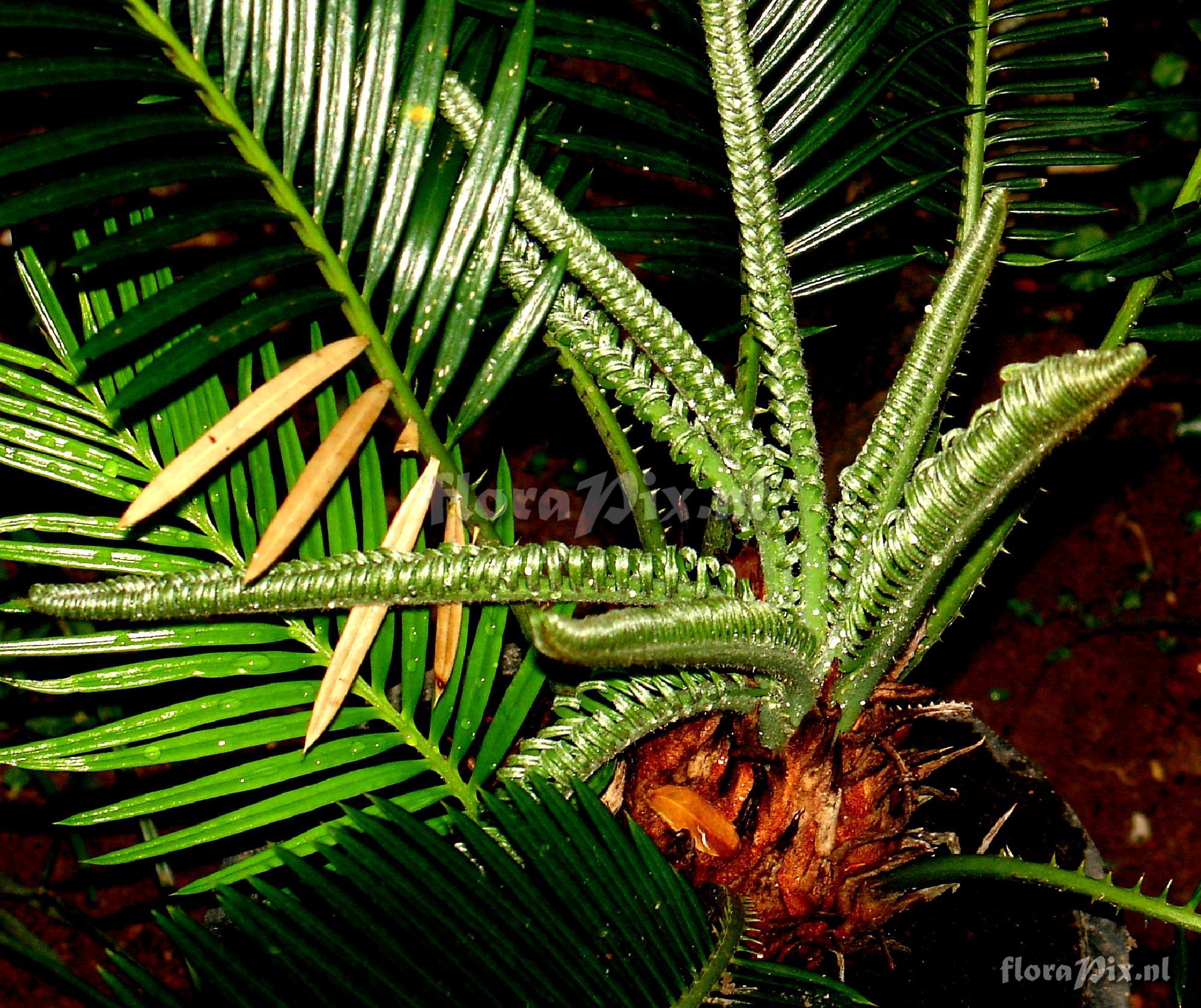 Cycas sp.  Cycadaceae