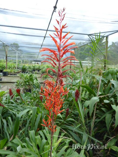 Pitcairnia orchidifolia