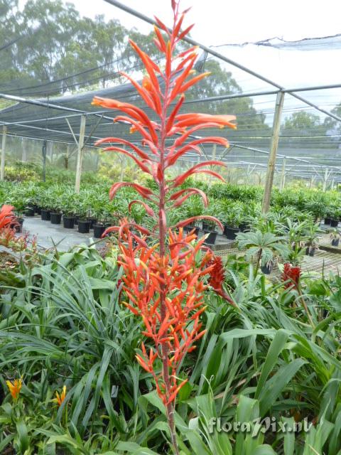 Pitcairnia orchidifolia