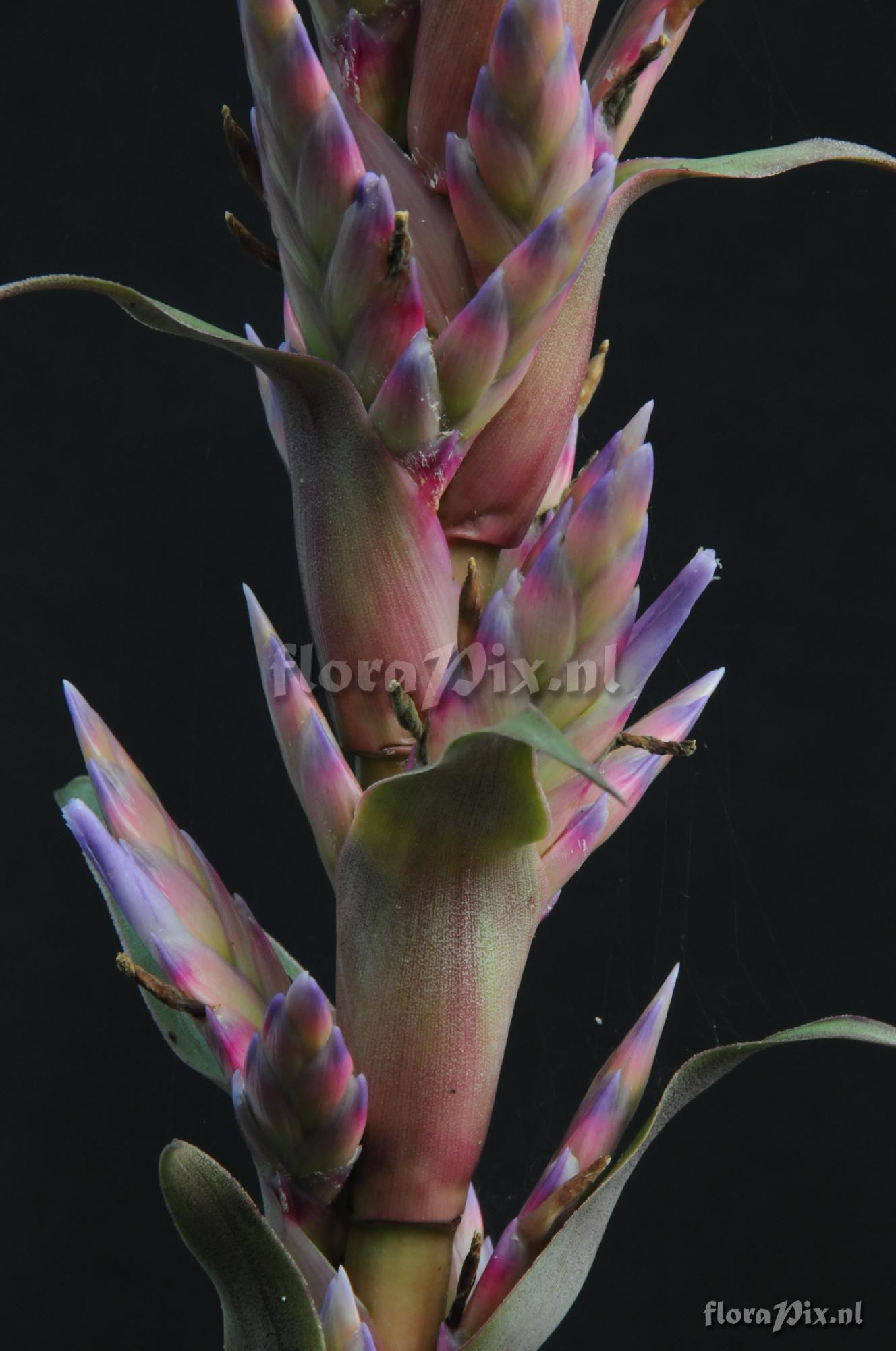 Tillandsia rubro-violacea