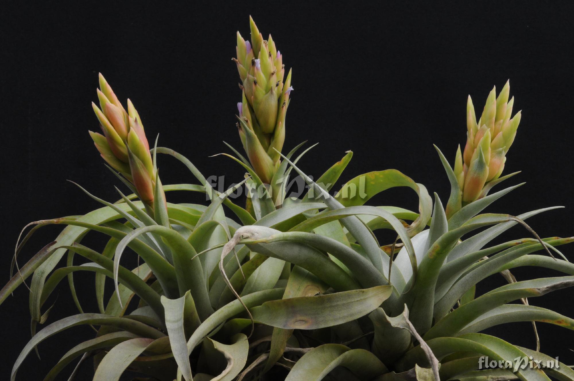 Tillandsia huarazensis