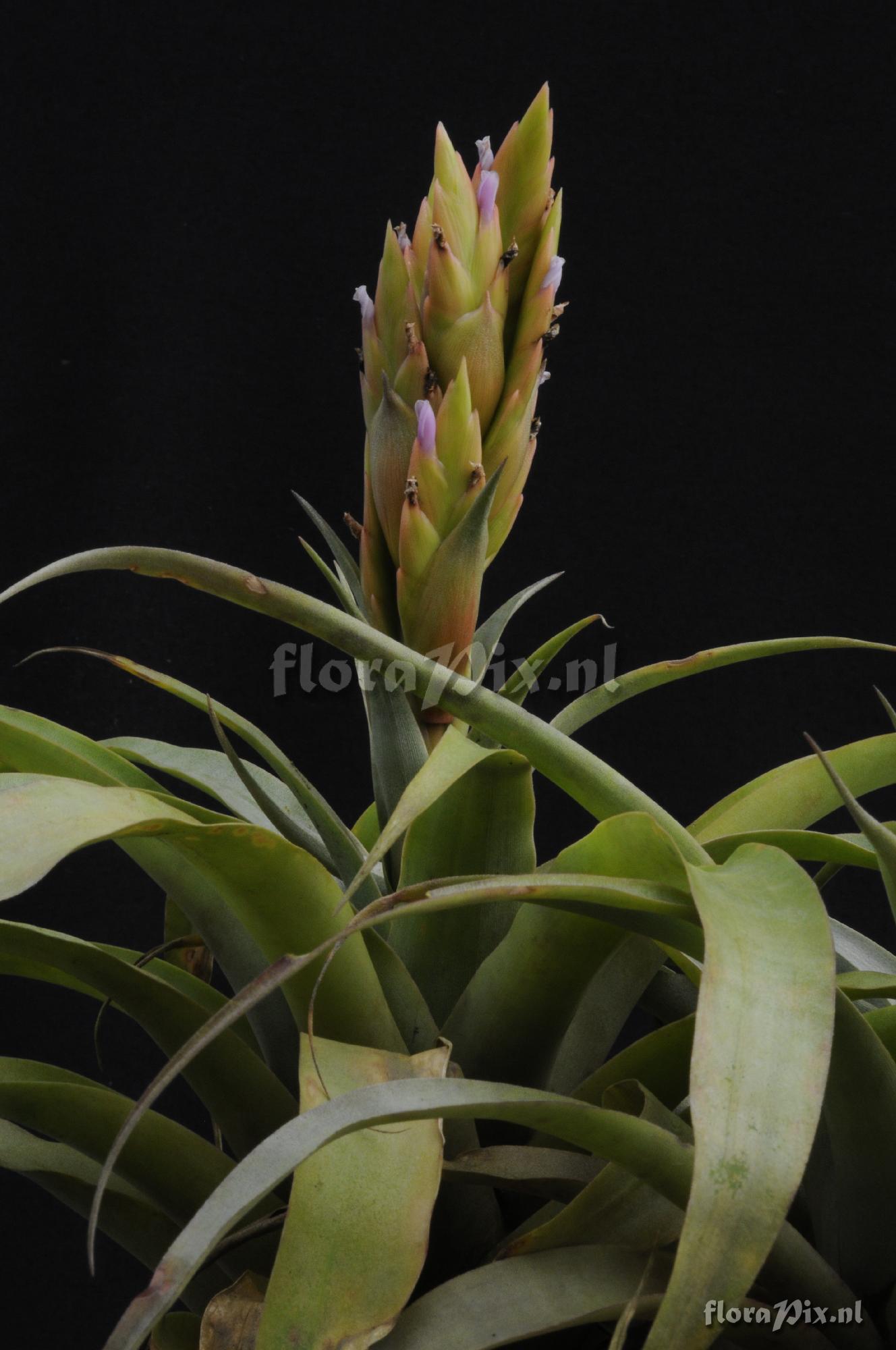 Tillandsia huarazensis