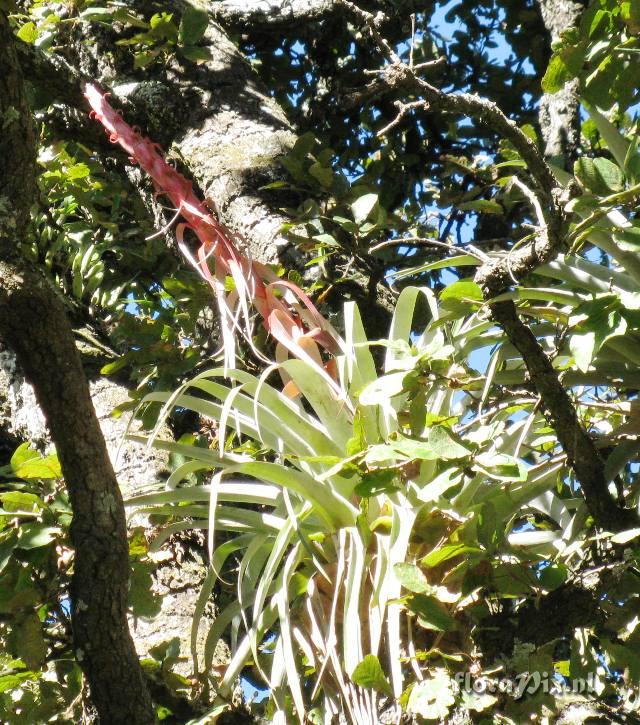 Tillandsia borealis