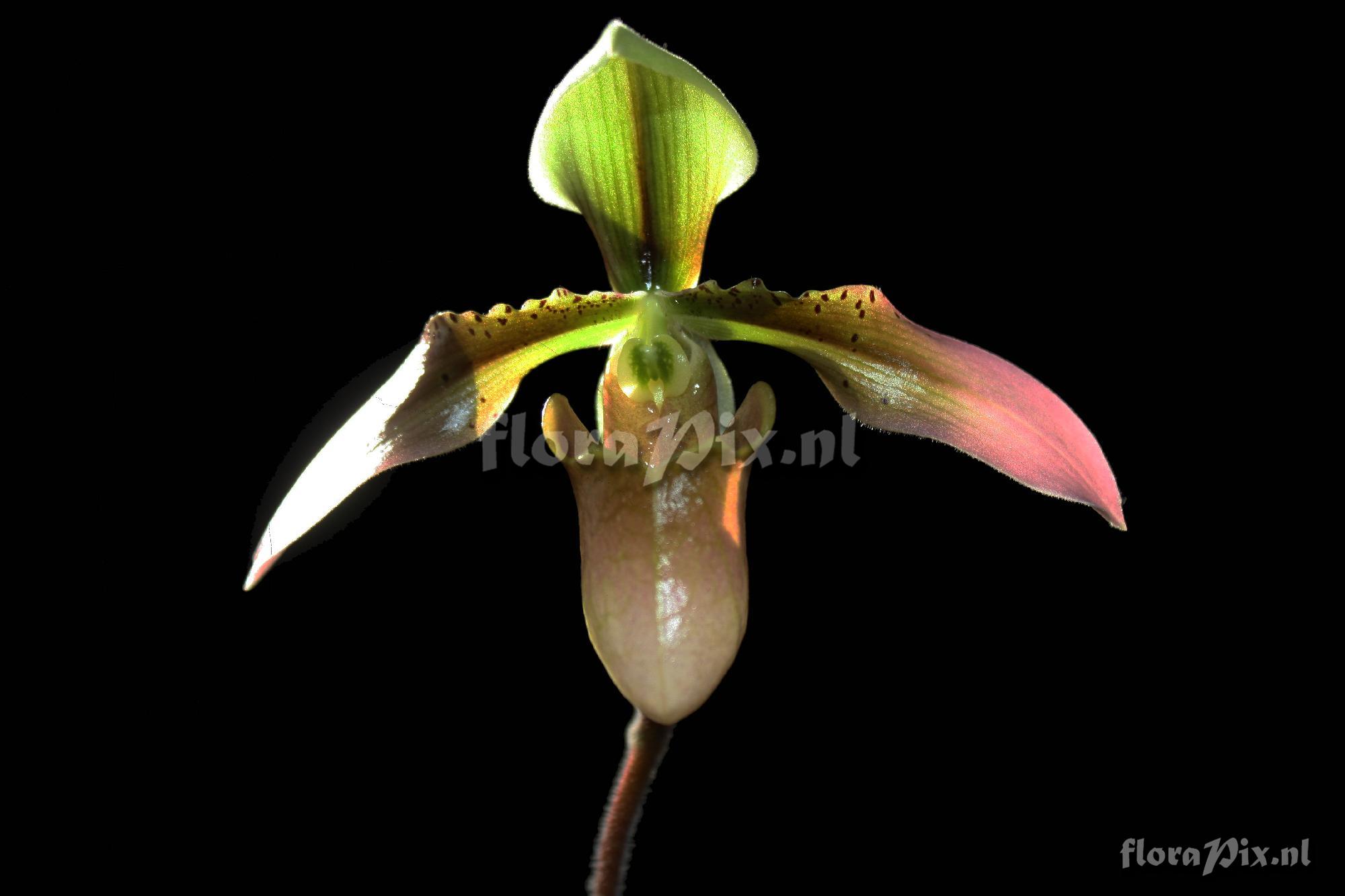 Paphiopedilum appletonianum (Gower) Rolfe 1896