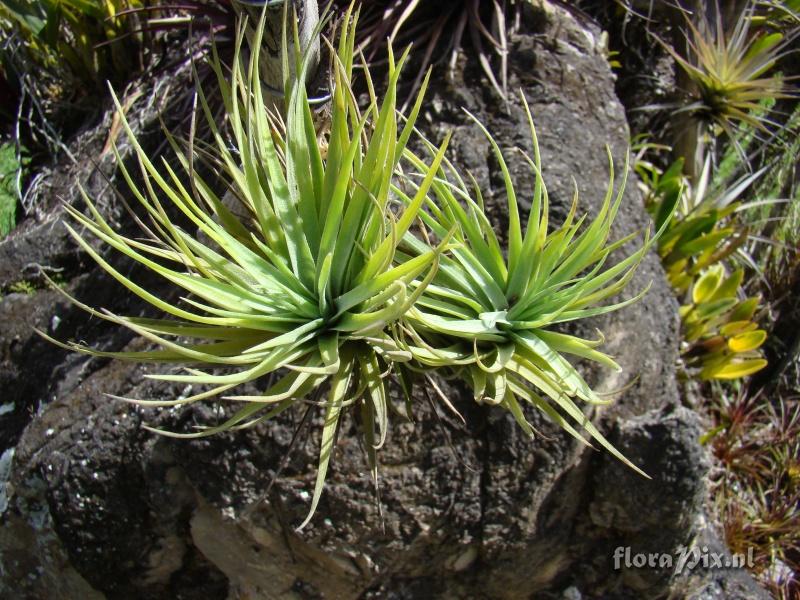 Tillandsia tenuifolia var strobiliformis