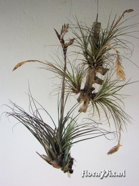 Tillandsia sp