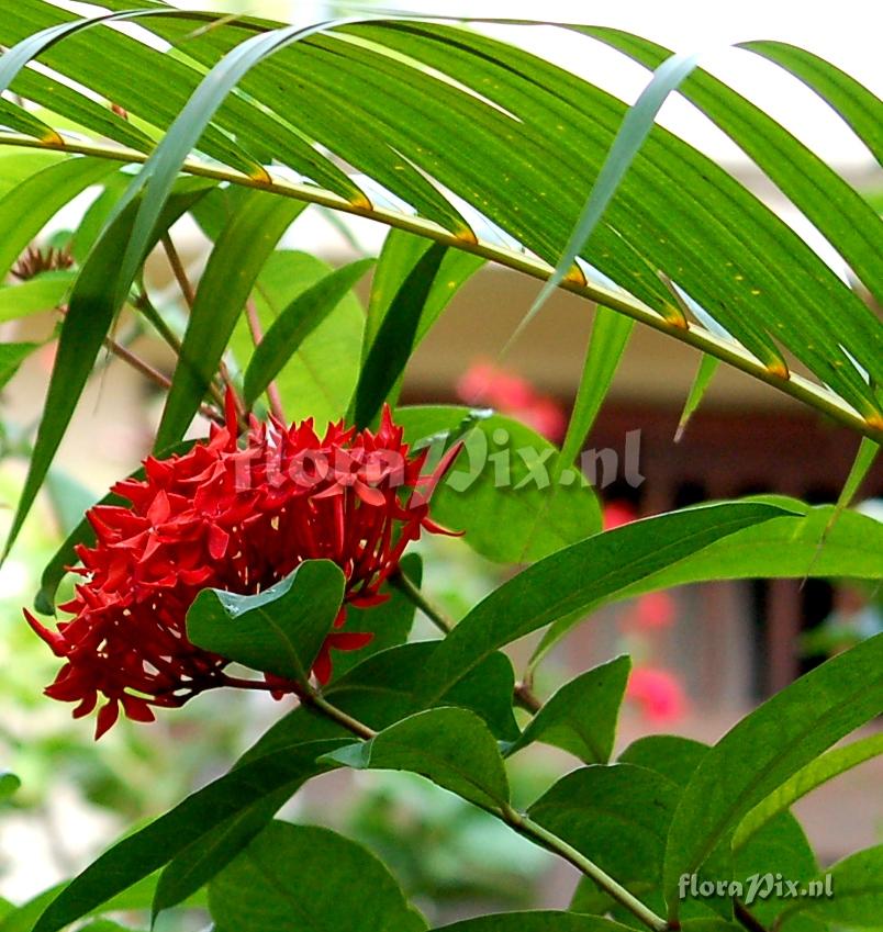 Ixora sp.  Rubiaceae