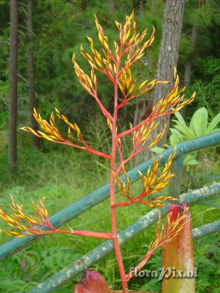 Aechmea eurycorymbus