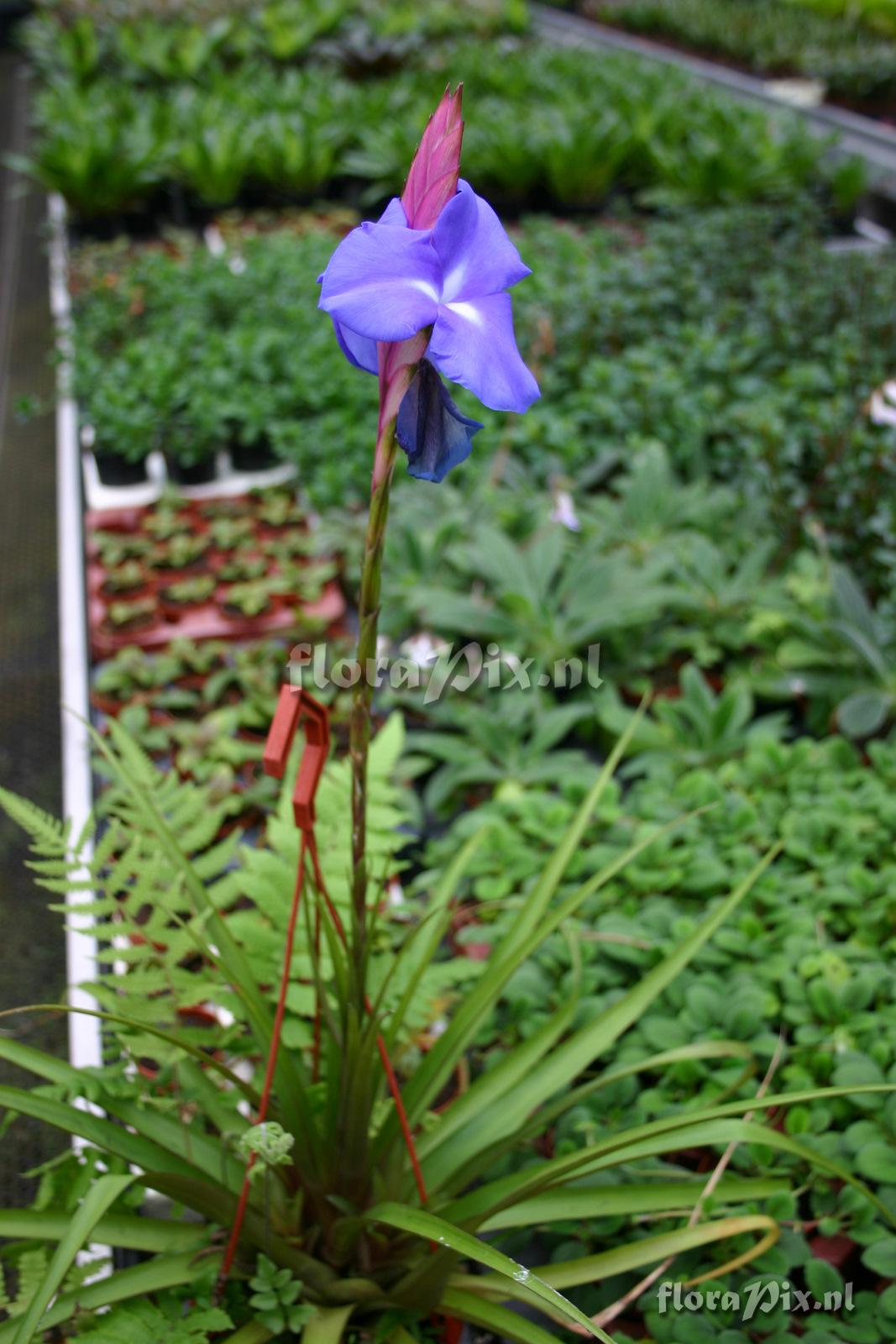 Tillandsia lindenii