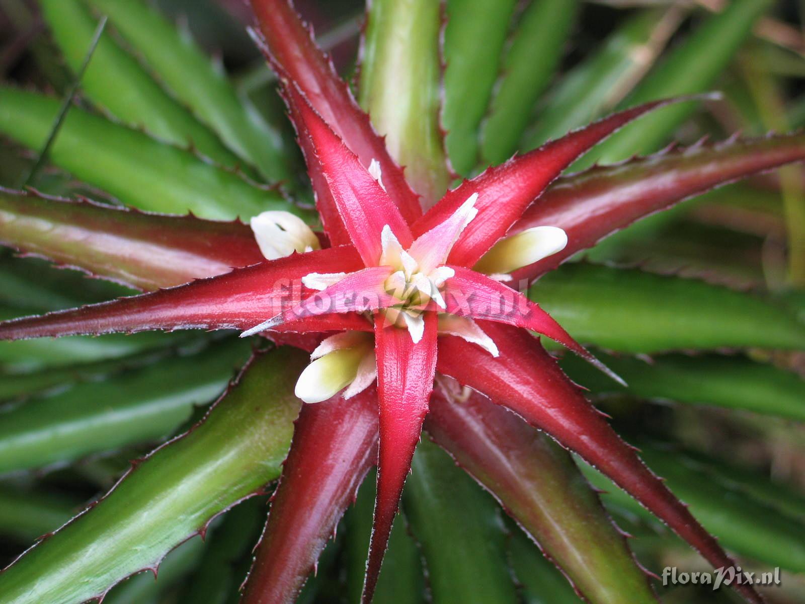 Orthophytum vagans