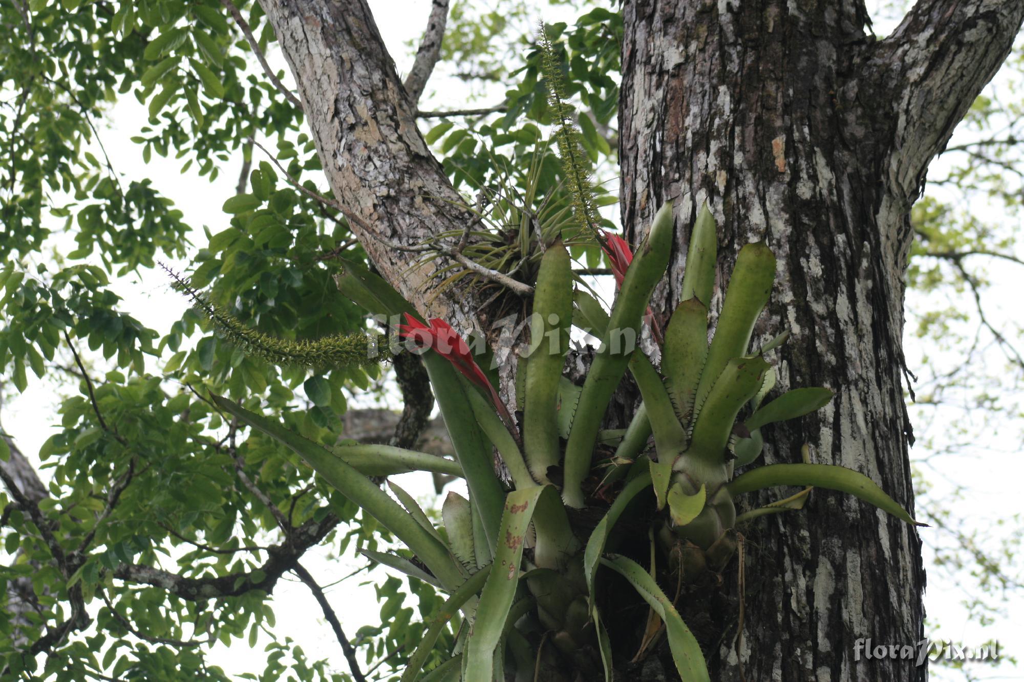 Aechmea setigera