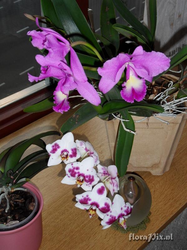 Cattleya loddigesii