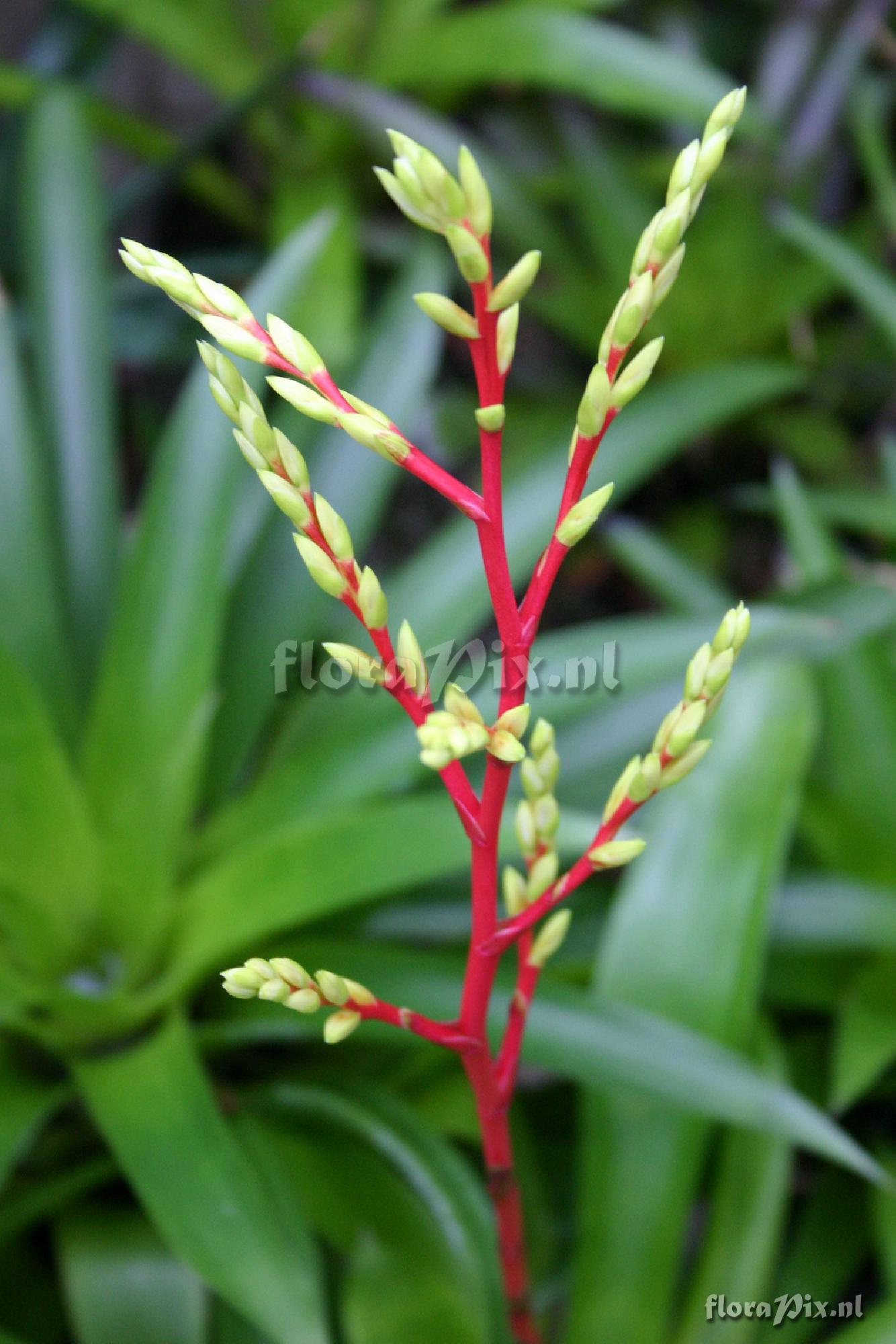 Guzmania rhonhofiana