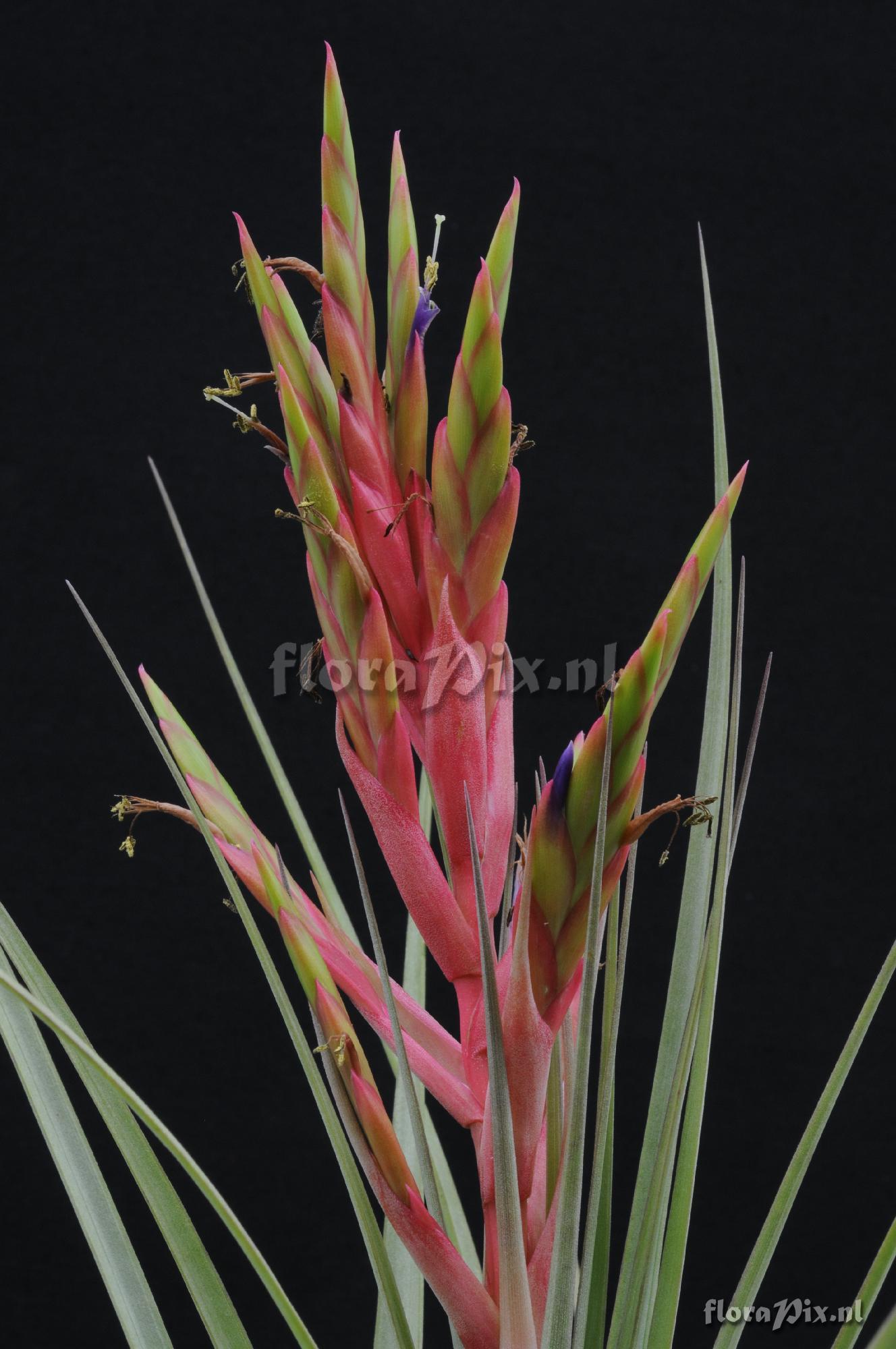 Tillandsia fasciculata var. densispica