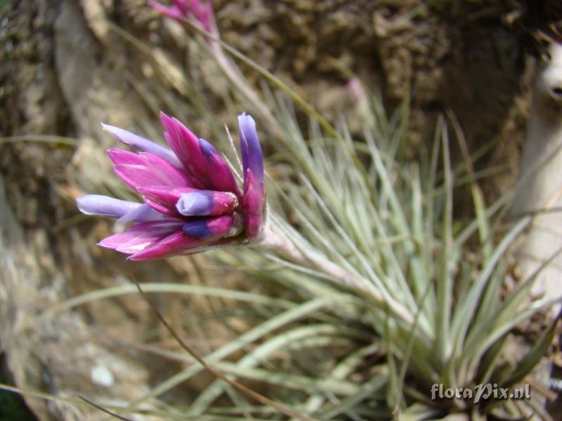 Tillandsia floribunda