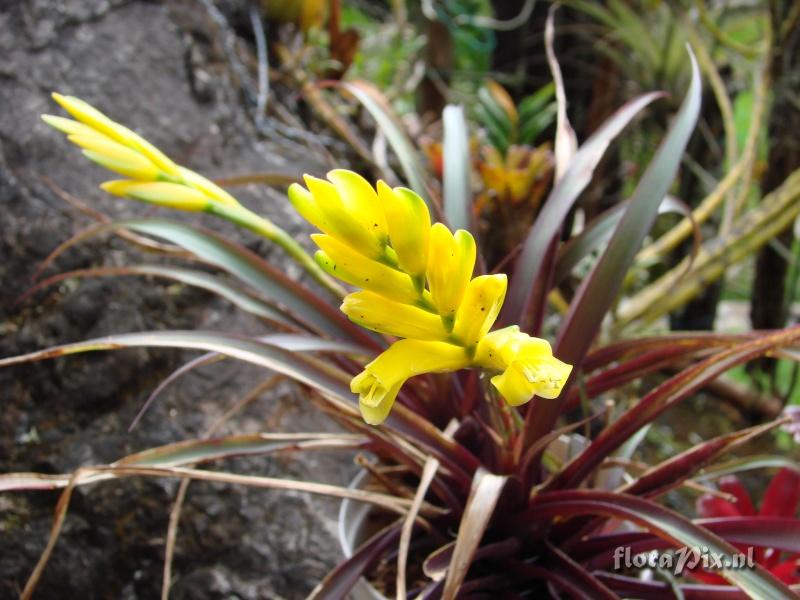 Vriesea bleherae f. atroviolaceifolia