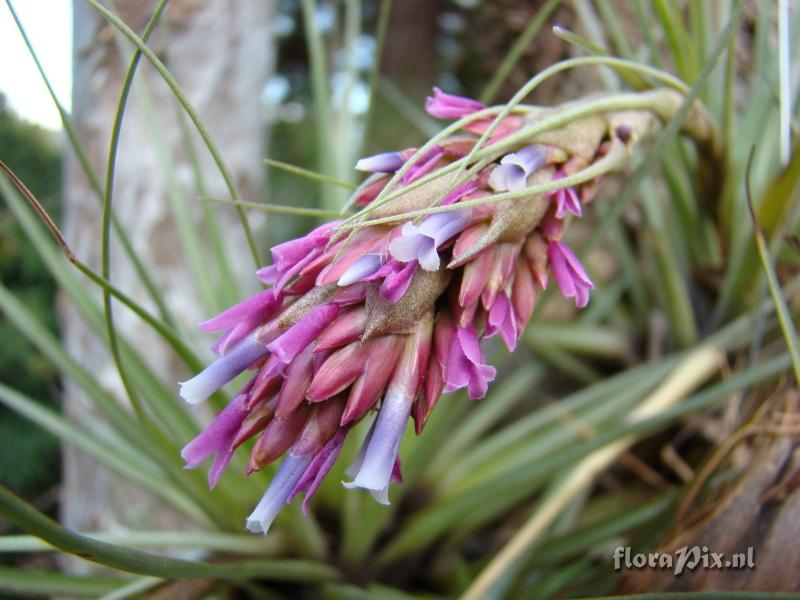 Tillandsia floribunda