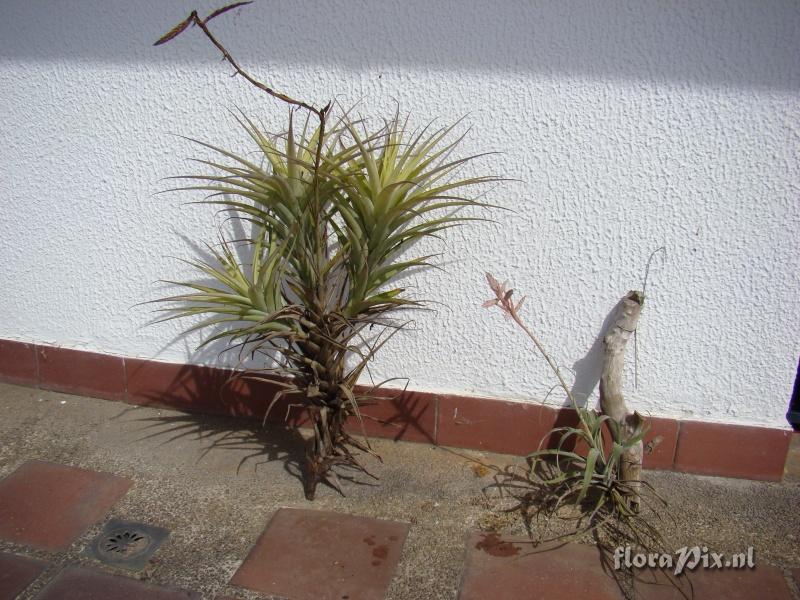 Tillandsia latifolia var divaricata