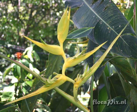 Heliconia clinophila