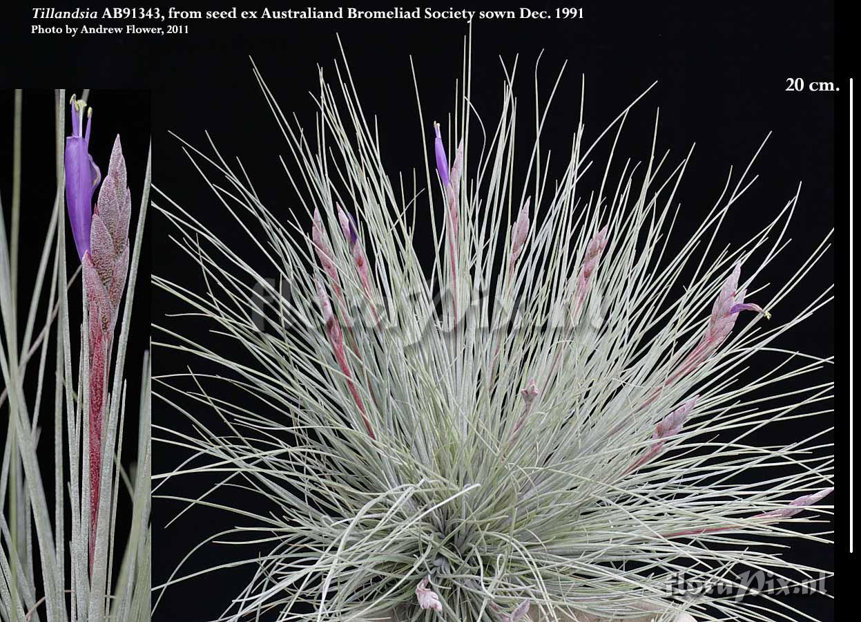 Tillandsia bartramii