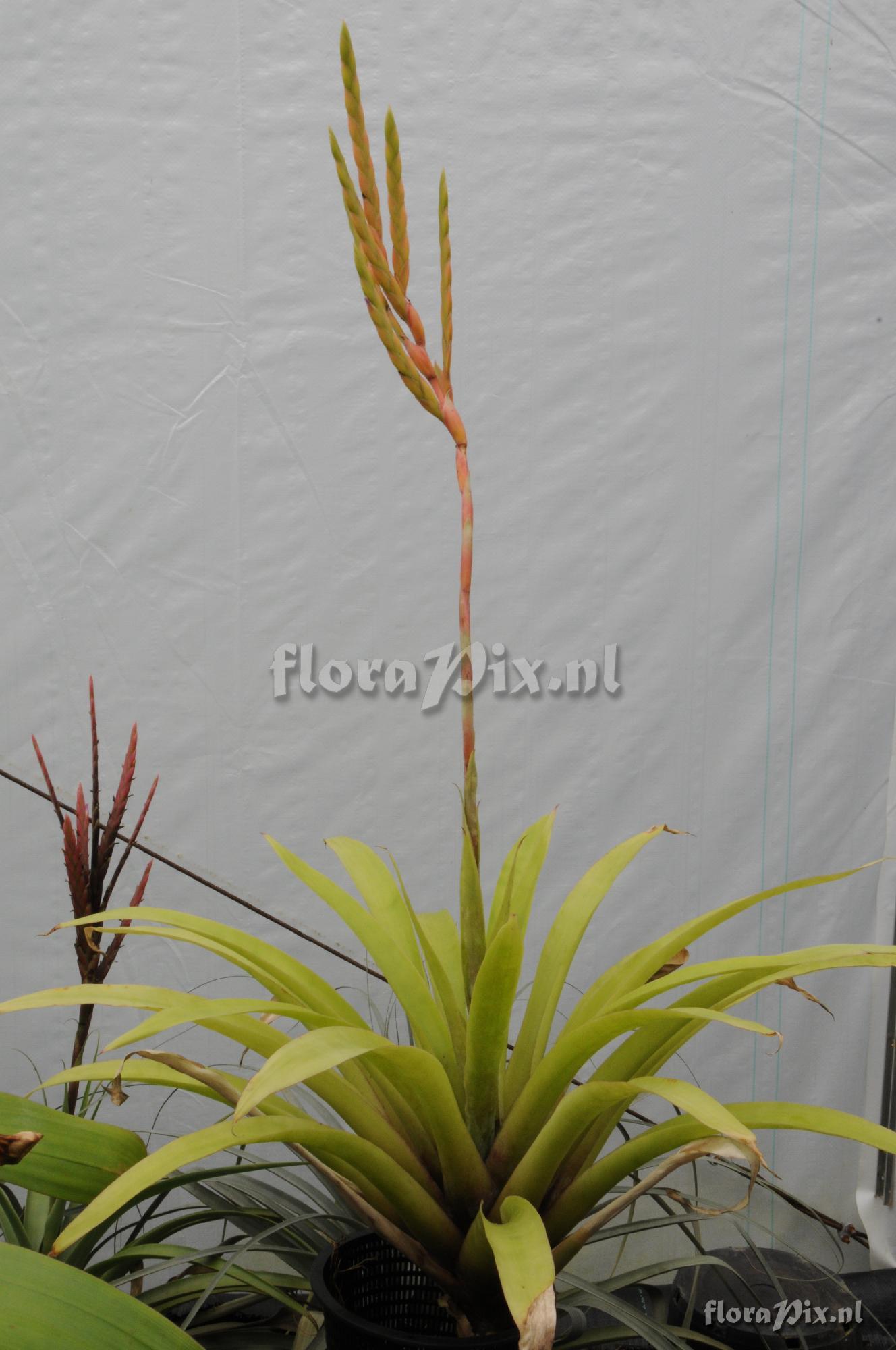 Tillandsia sp. Peru