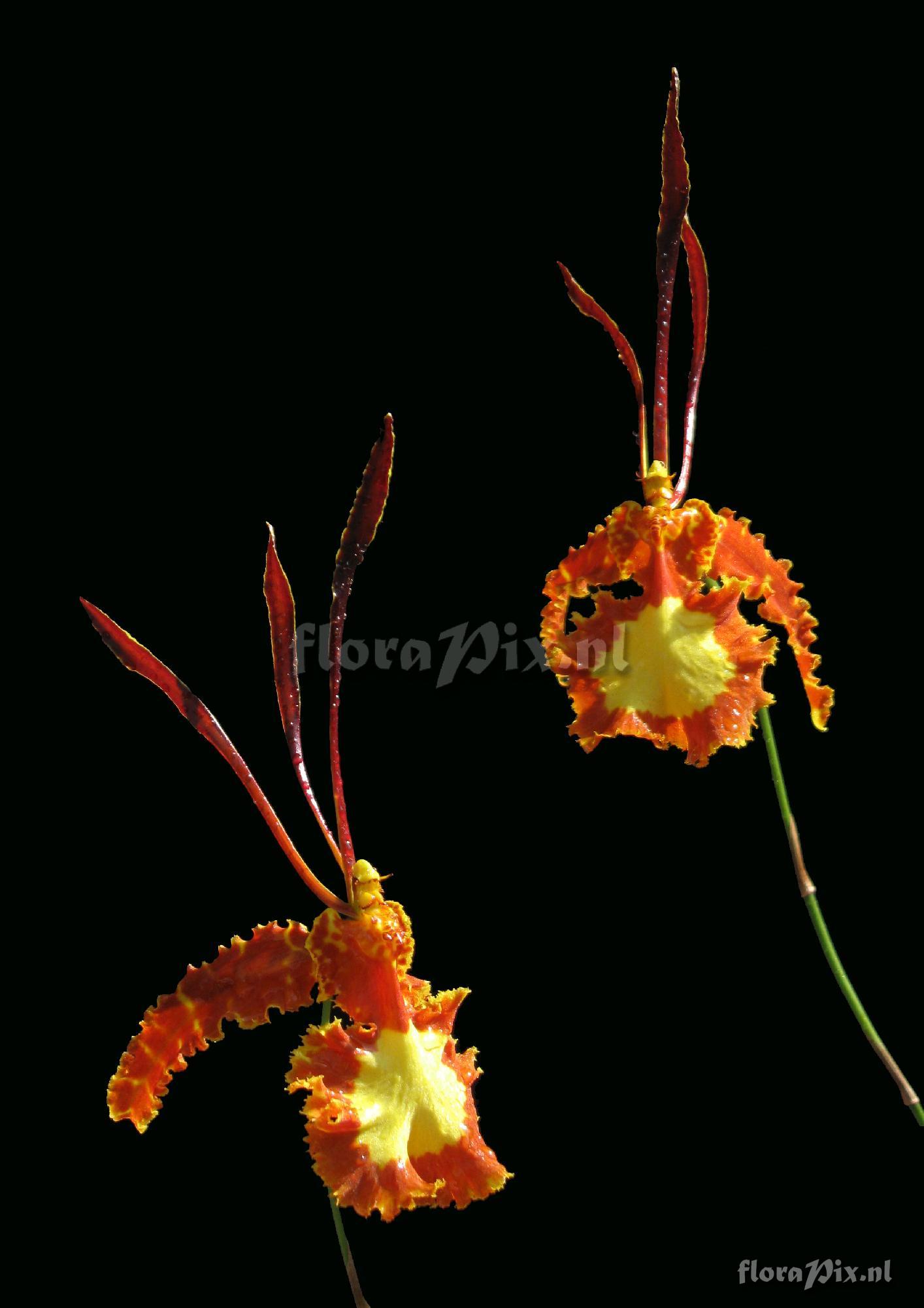 Psychopsis X Mariposa "Green Valley"