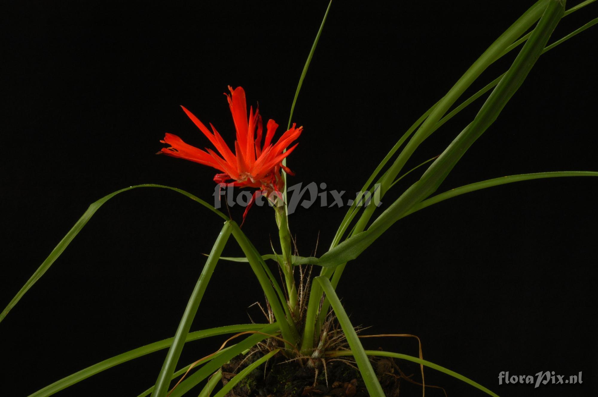 Pitcairnia aff. pungens