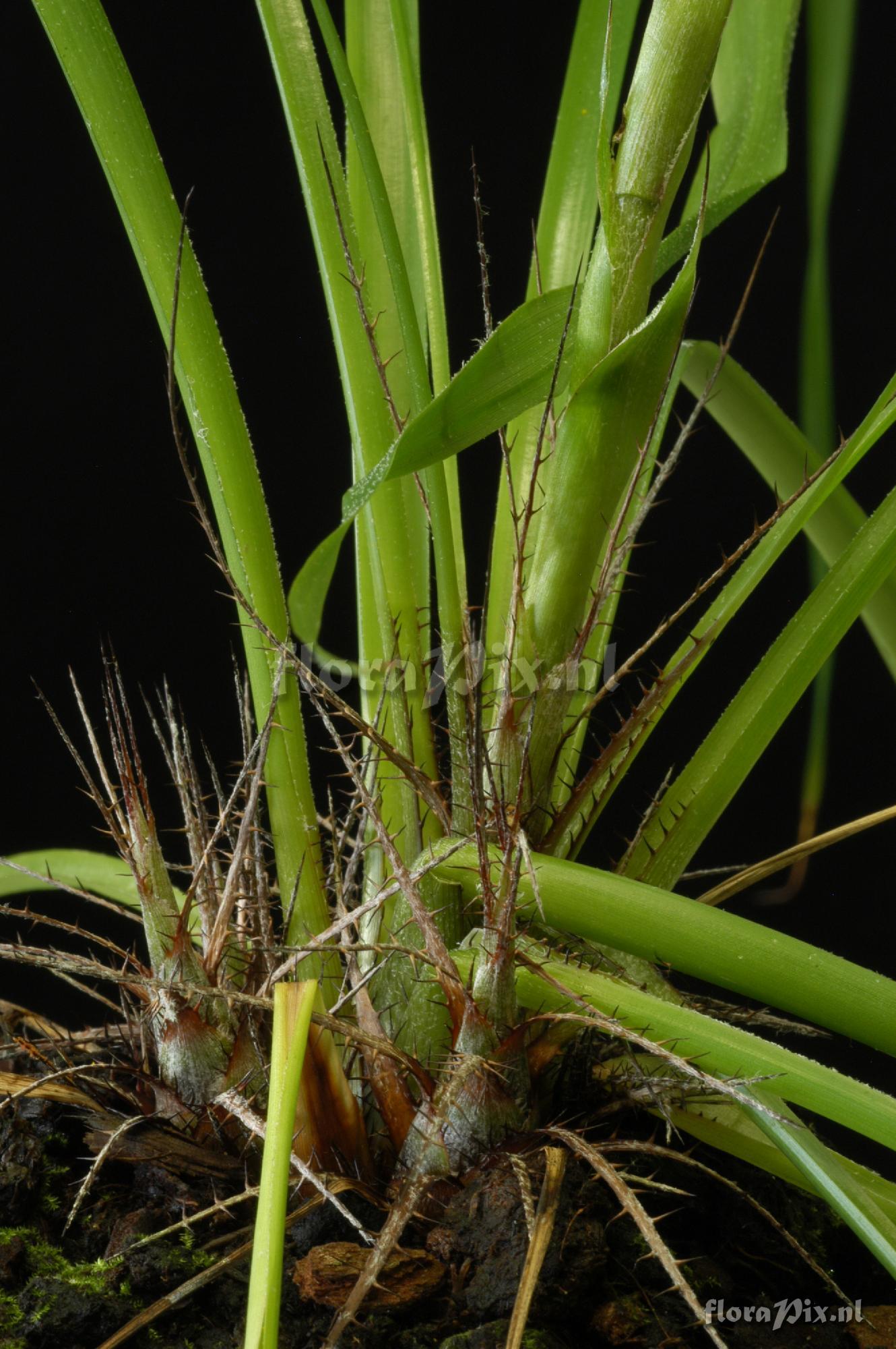 Pitcairnia aff. pungens