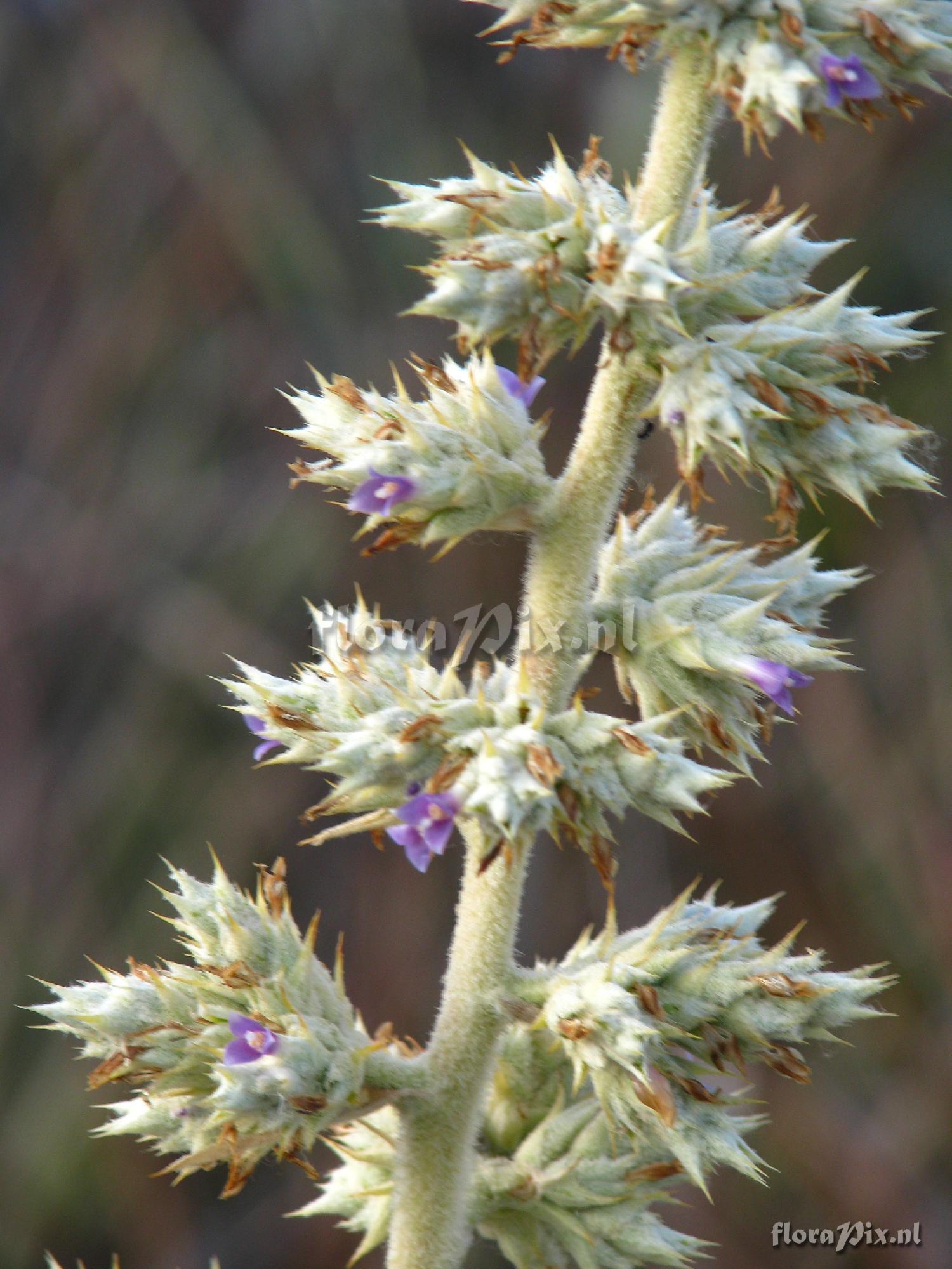 Hohenbergia horrida