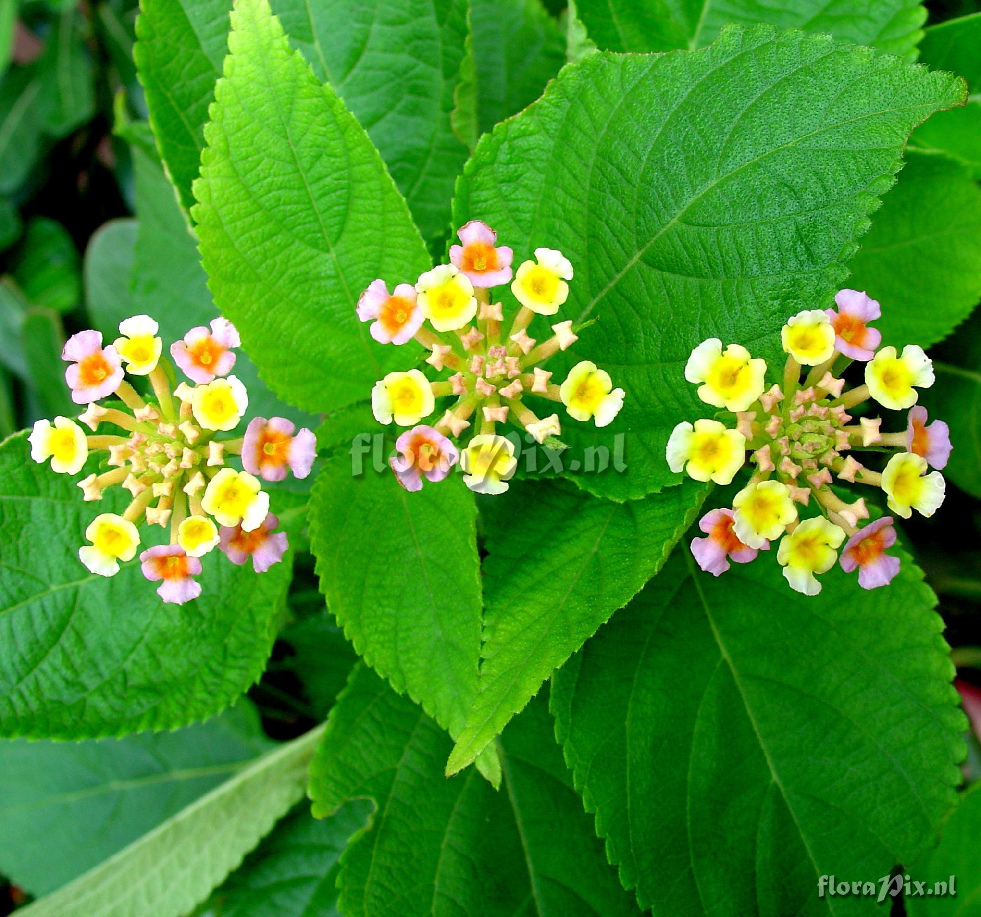 Lantana sp.  Verbenaceae