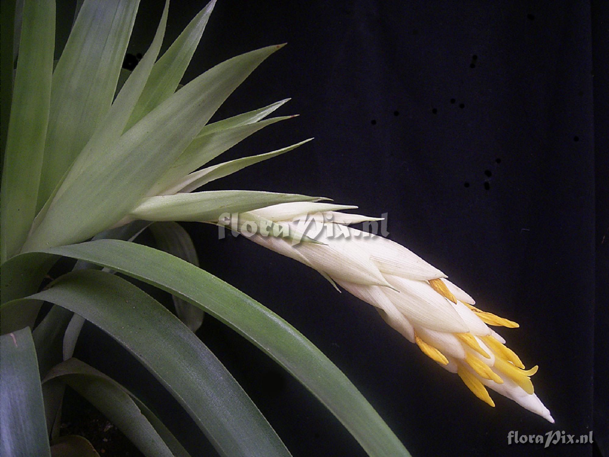 Guzmania bracteosa