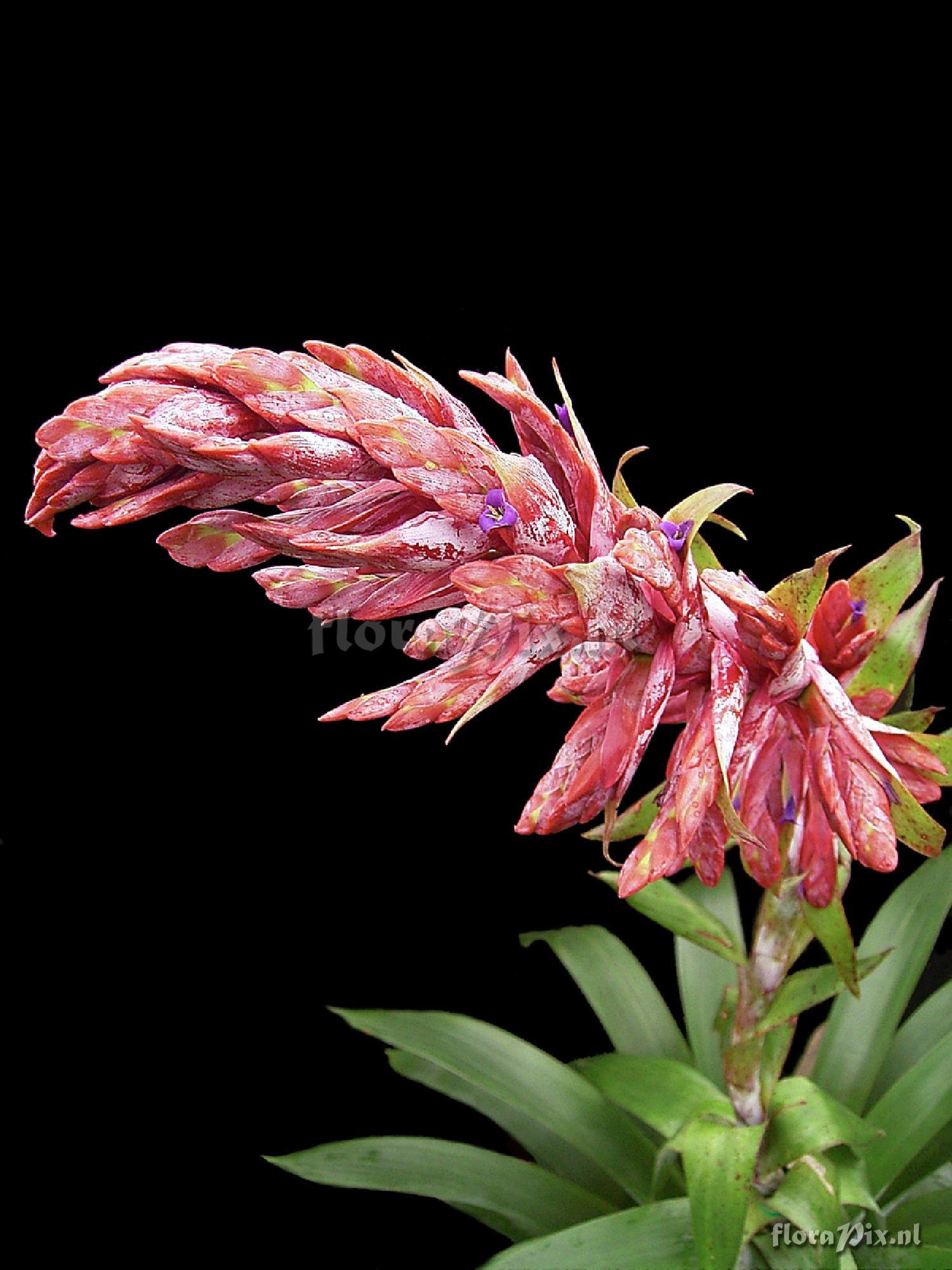 Tillandsia buseri