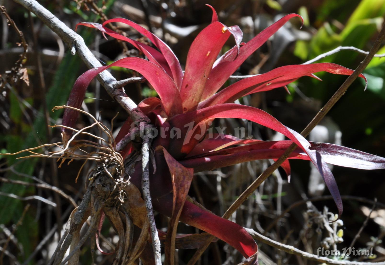 Tillandsia spec.