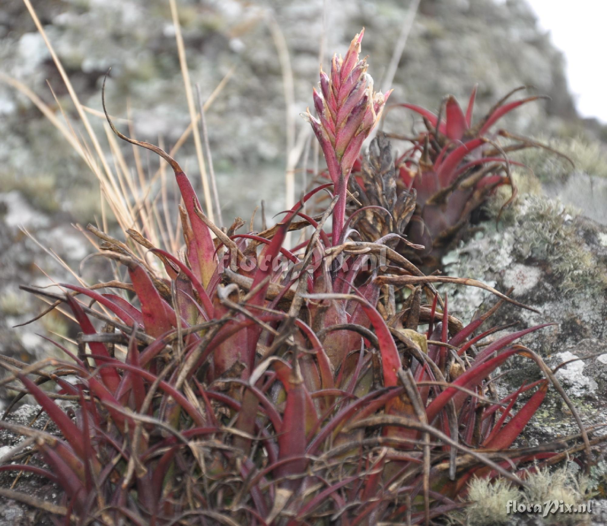 Tillandsia sp.