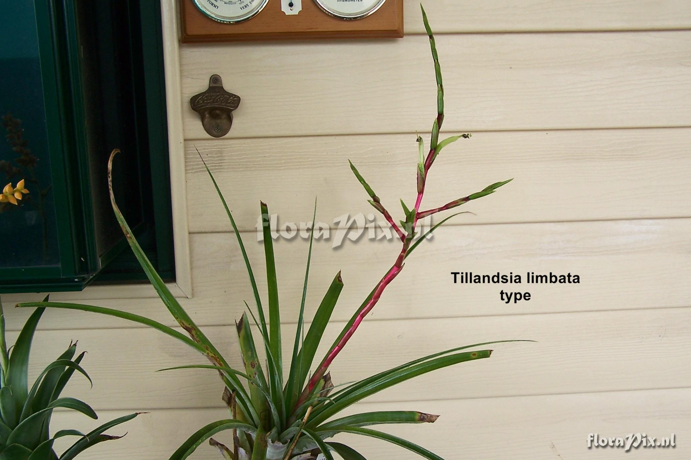 Tillandsia limbata type