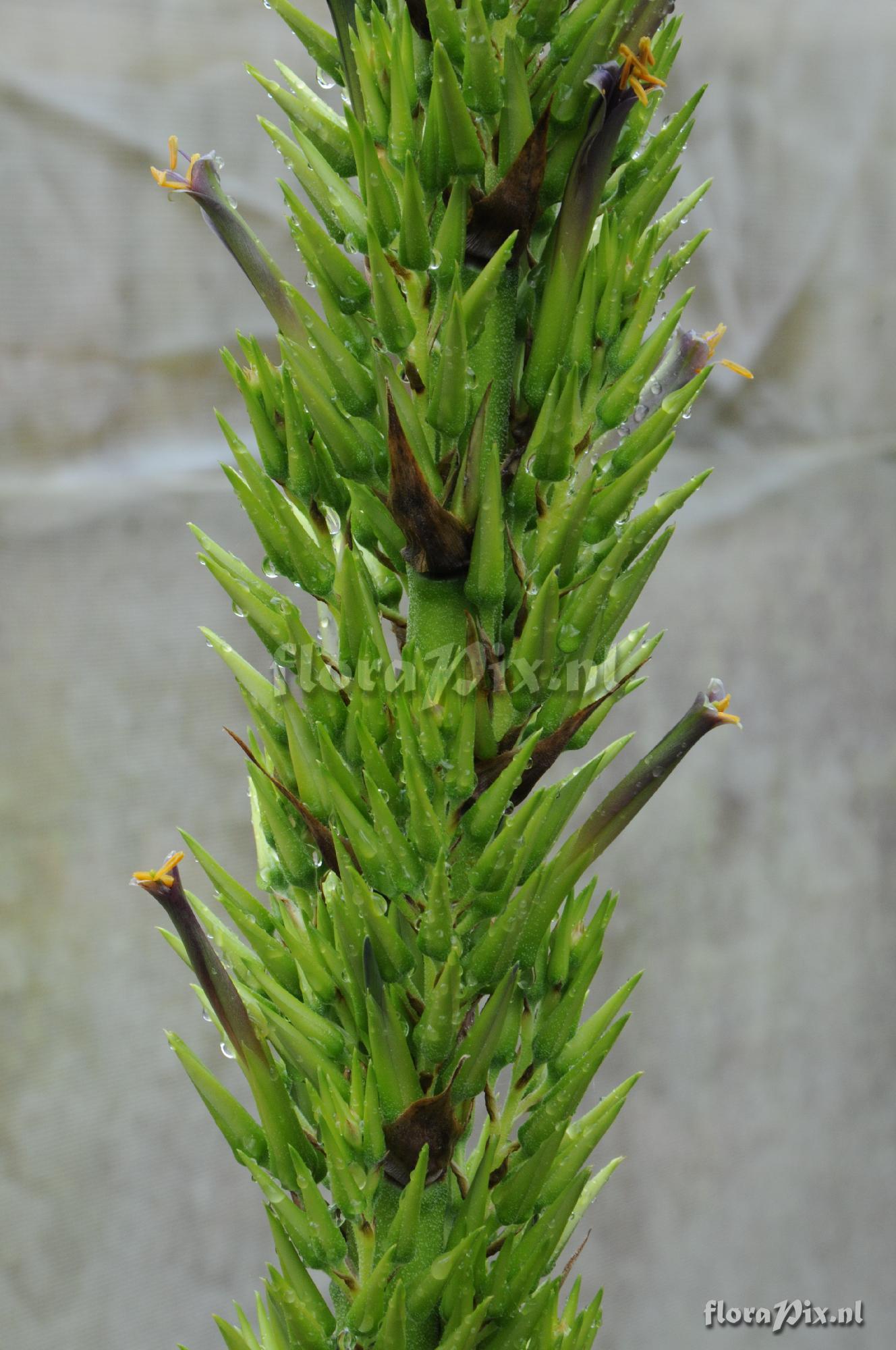 Puya densiflora