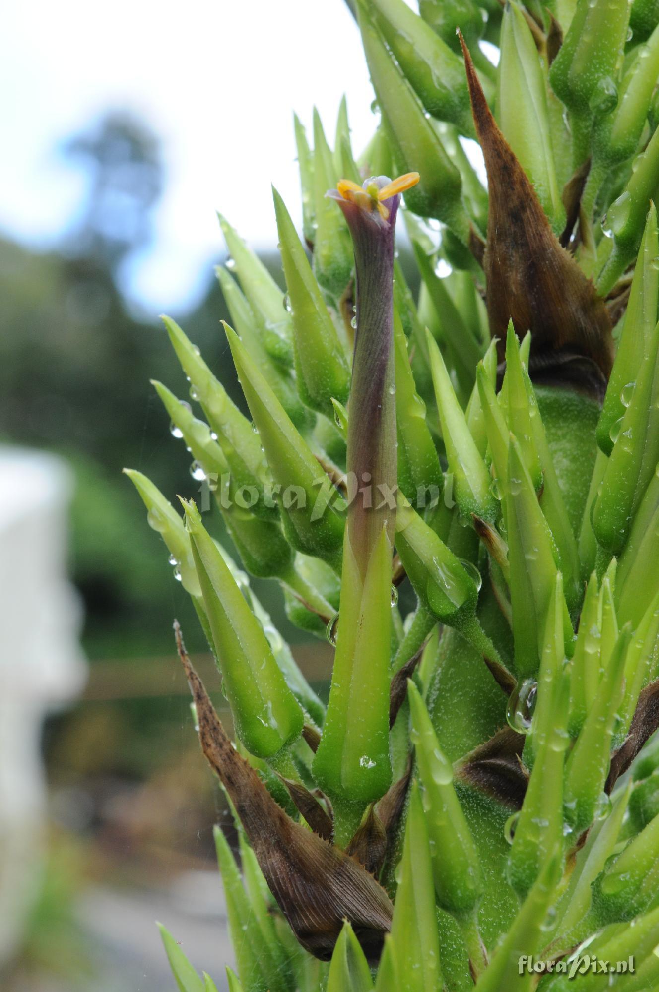 Puya densiflora