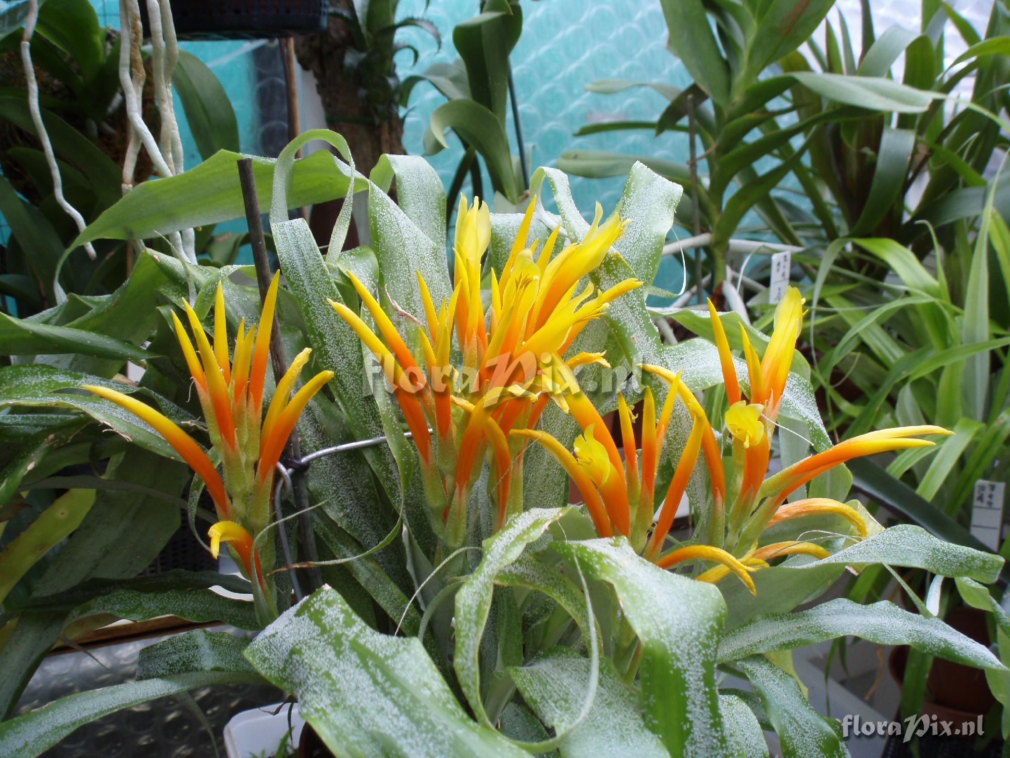 Pitcairnia andreana