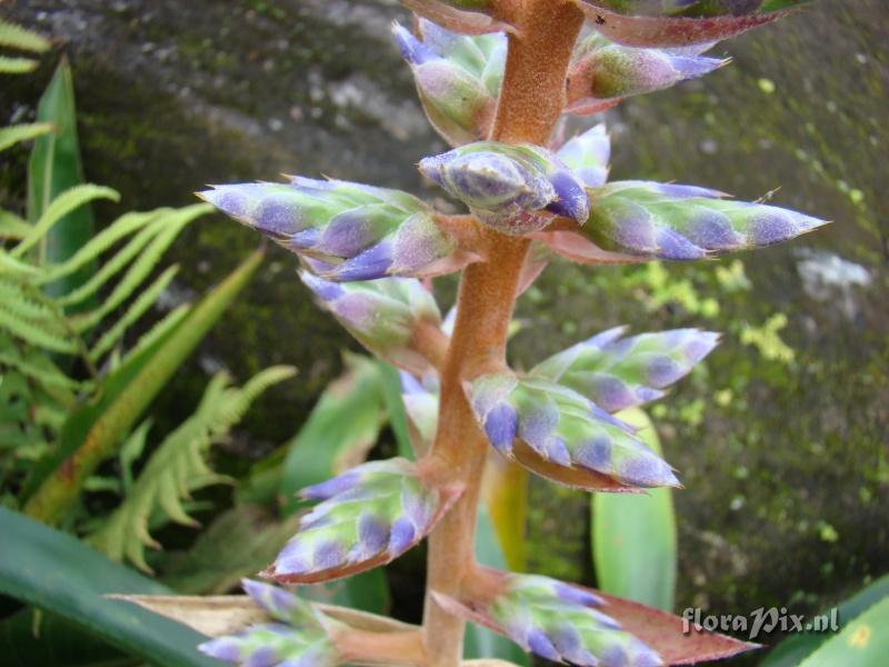 Aechmea serrata