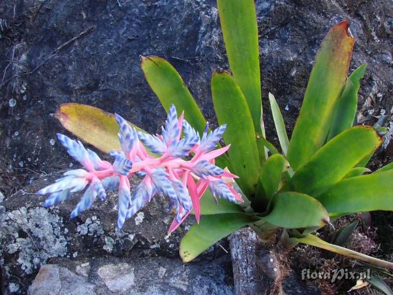 Aechmea dichlamydea var trinitensis